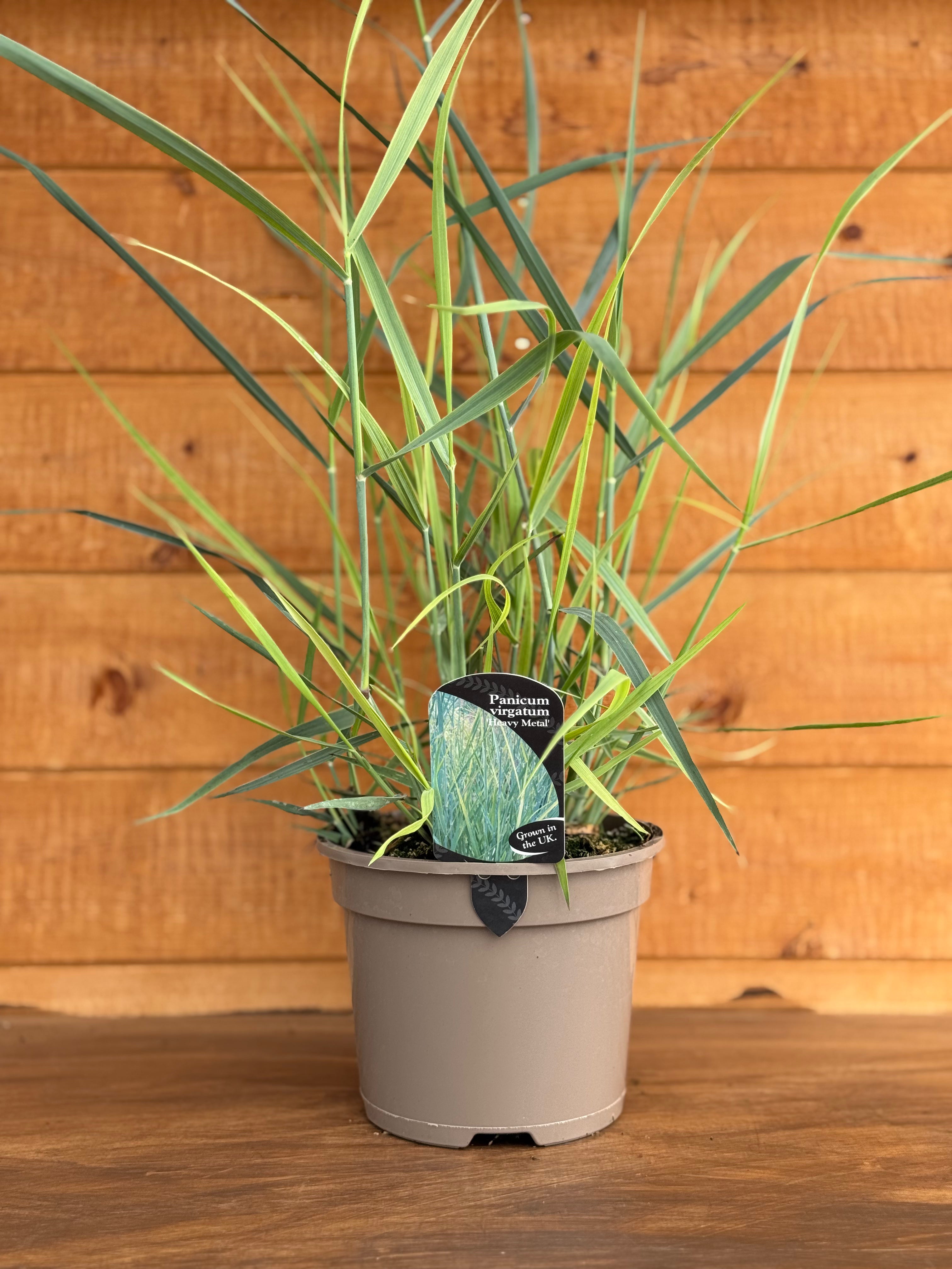 Panicum virgatum 'Heavy Metal'