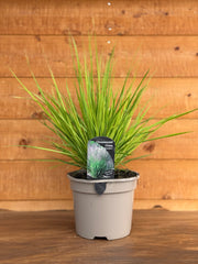 Molinia 'Banshee'
