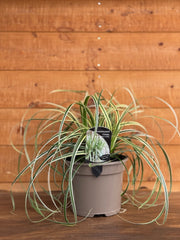 Carex 'Feather Falls'