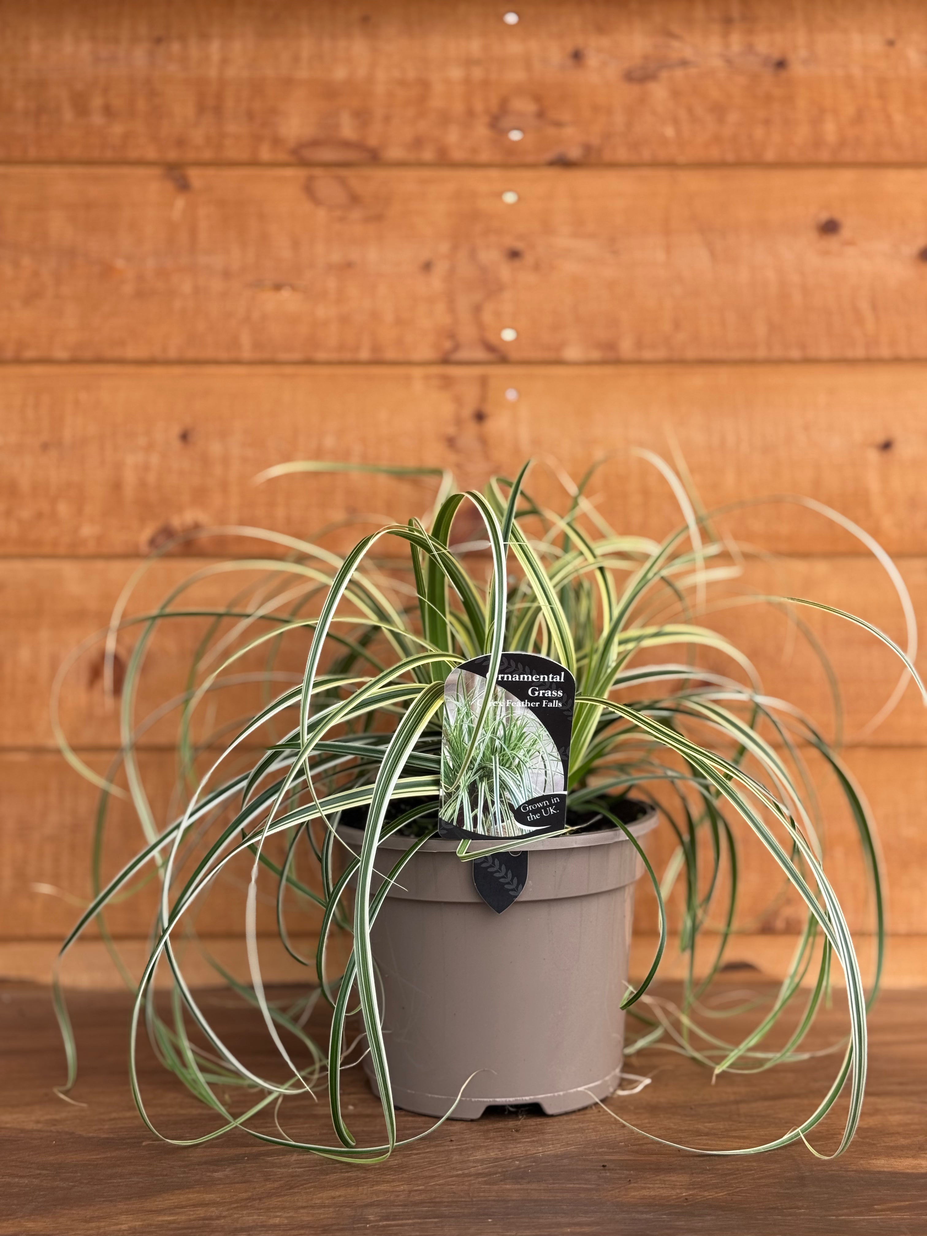 Carex 'Feather Falls'