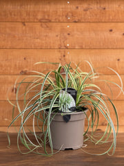 Carex 'Feather Falls'