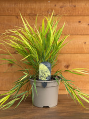 Hackonechloa macra 'Aureola'