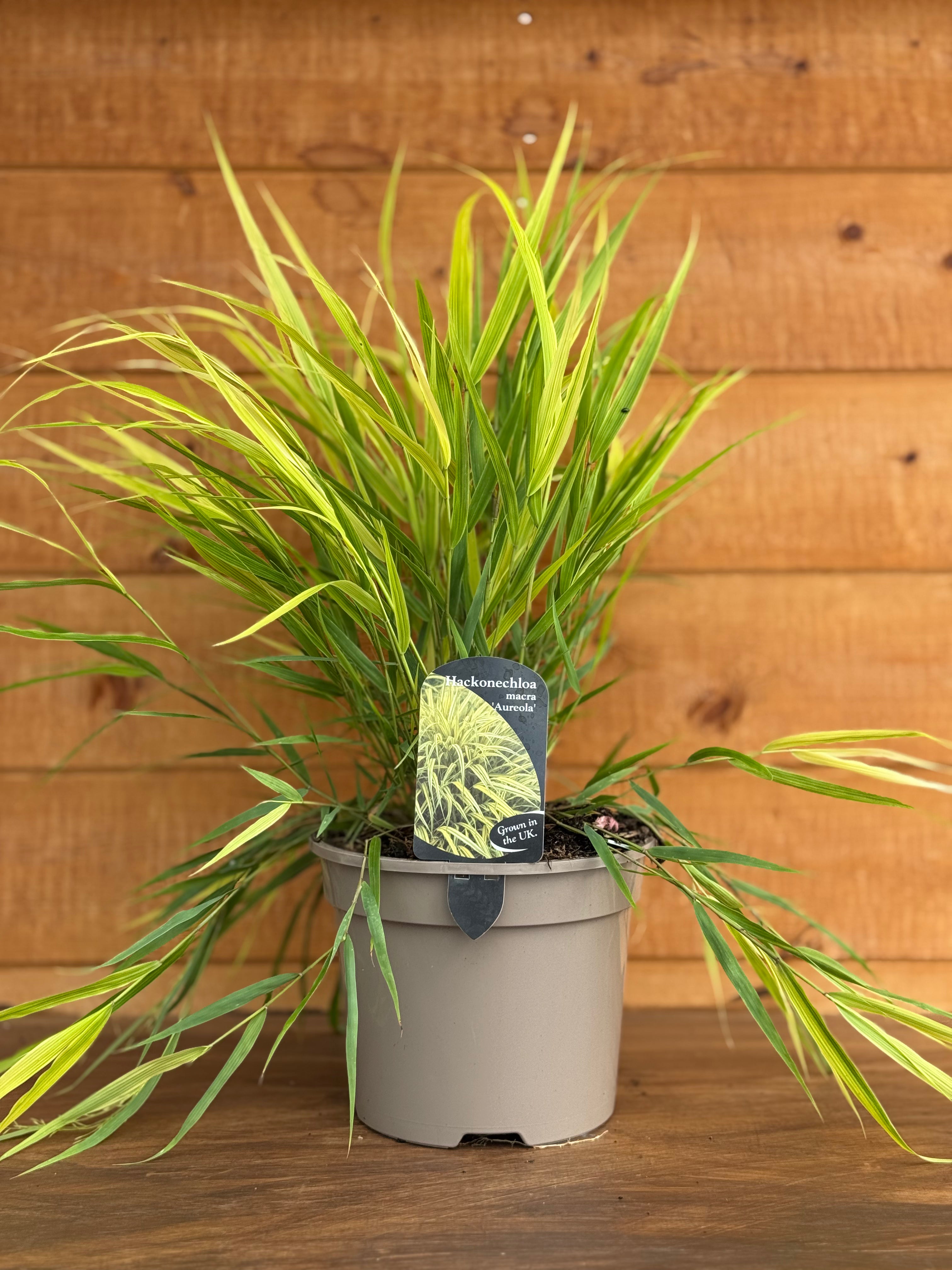 Hackonechloa macra 'Aureola'