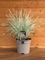 Schizachyrium 'Chameleon'