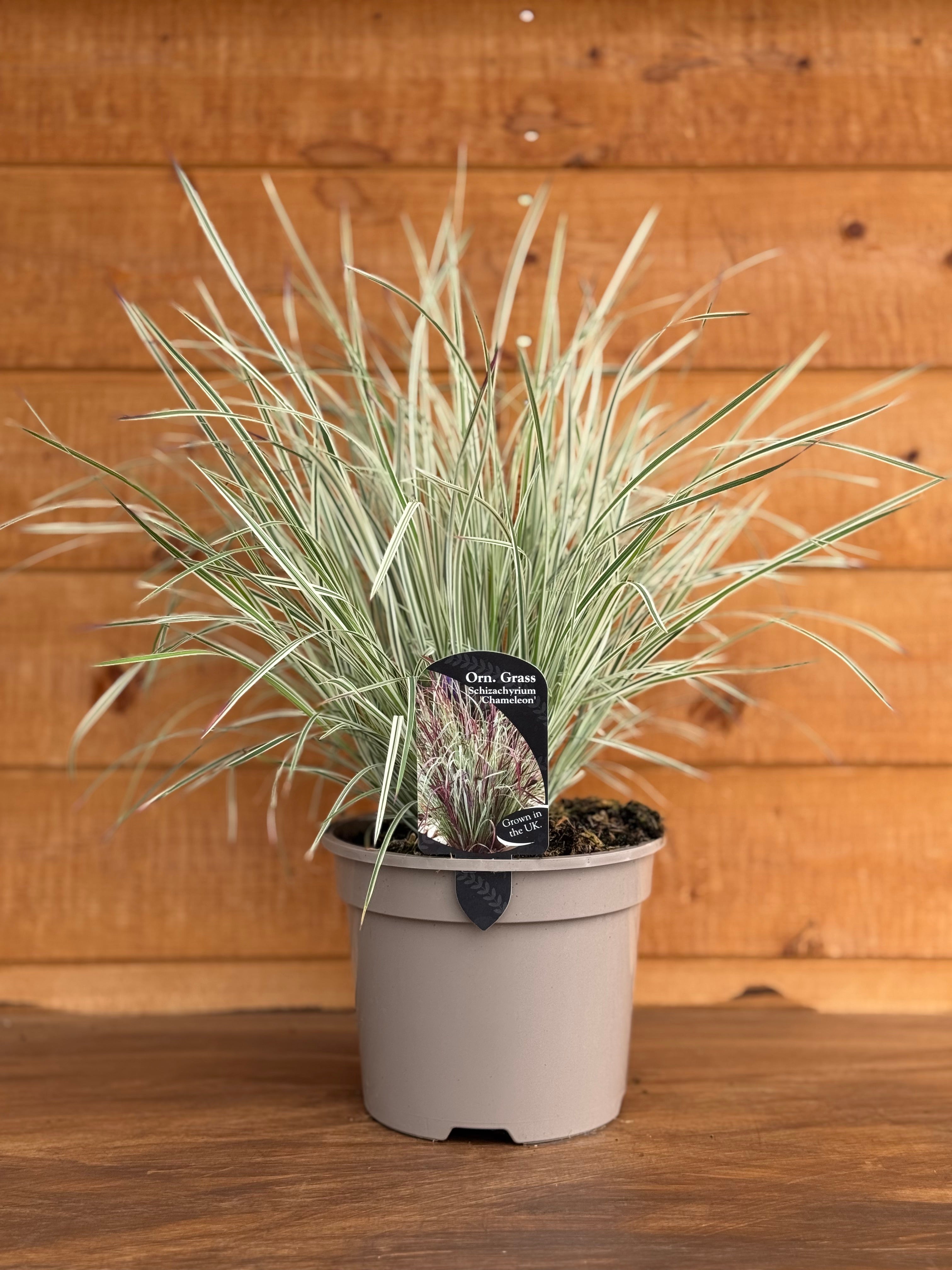 Schizachyrium 'Chameleon'