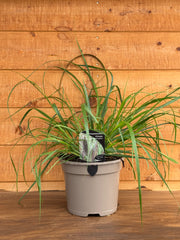 Pennisetum alopecuroides 'Moundry'