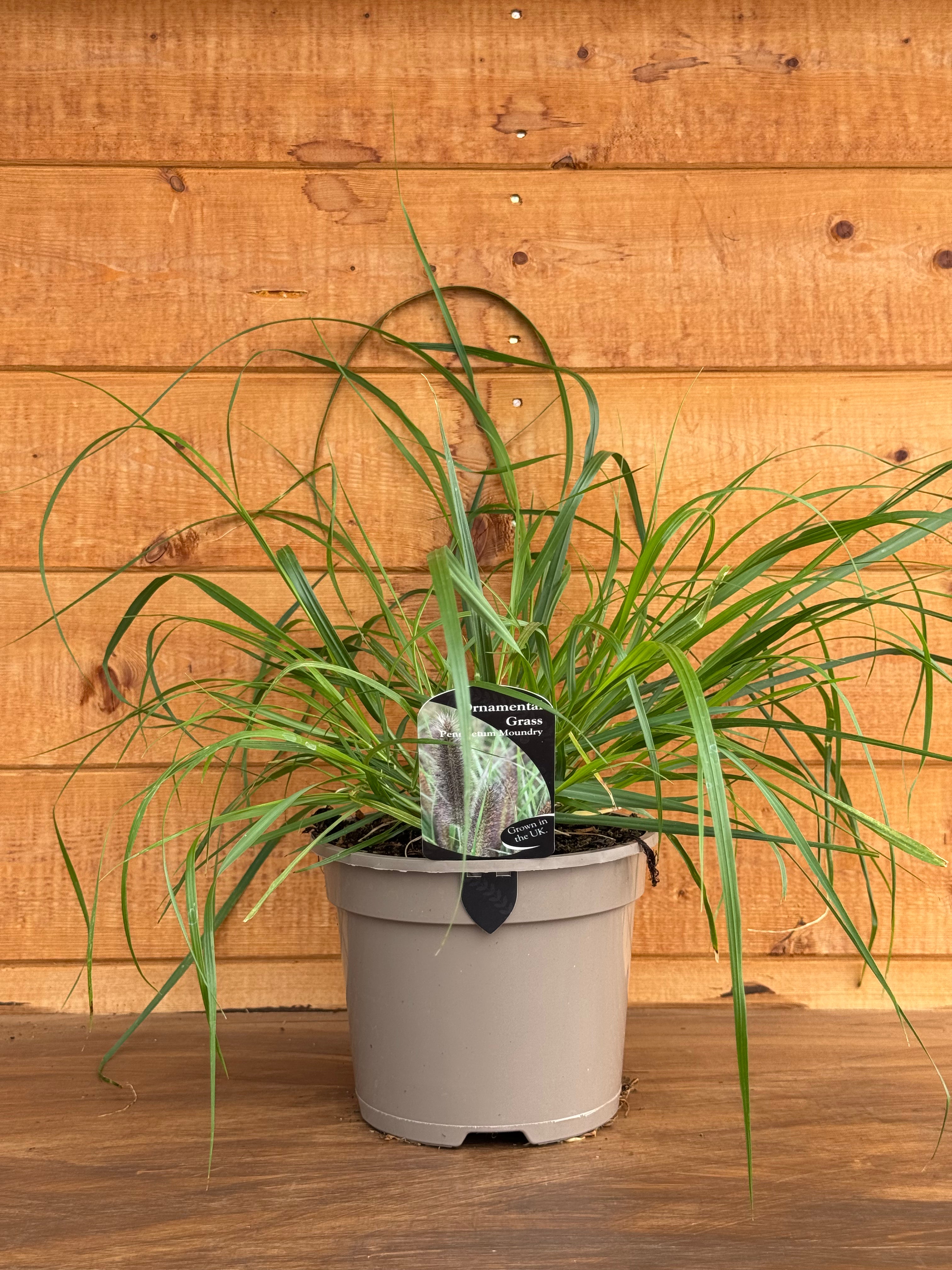 Pennisetum alopecuroides 'Moundry'