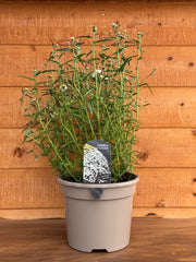 Achillea 'Peter Cottontail'
