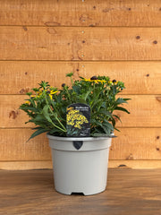 Rudbeckia 'Little Goldstar'