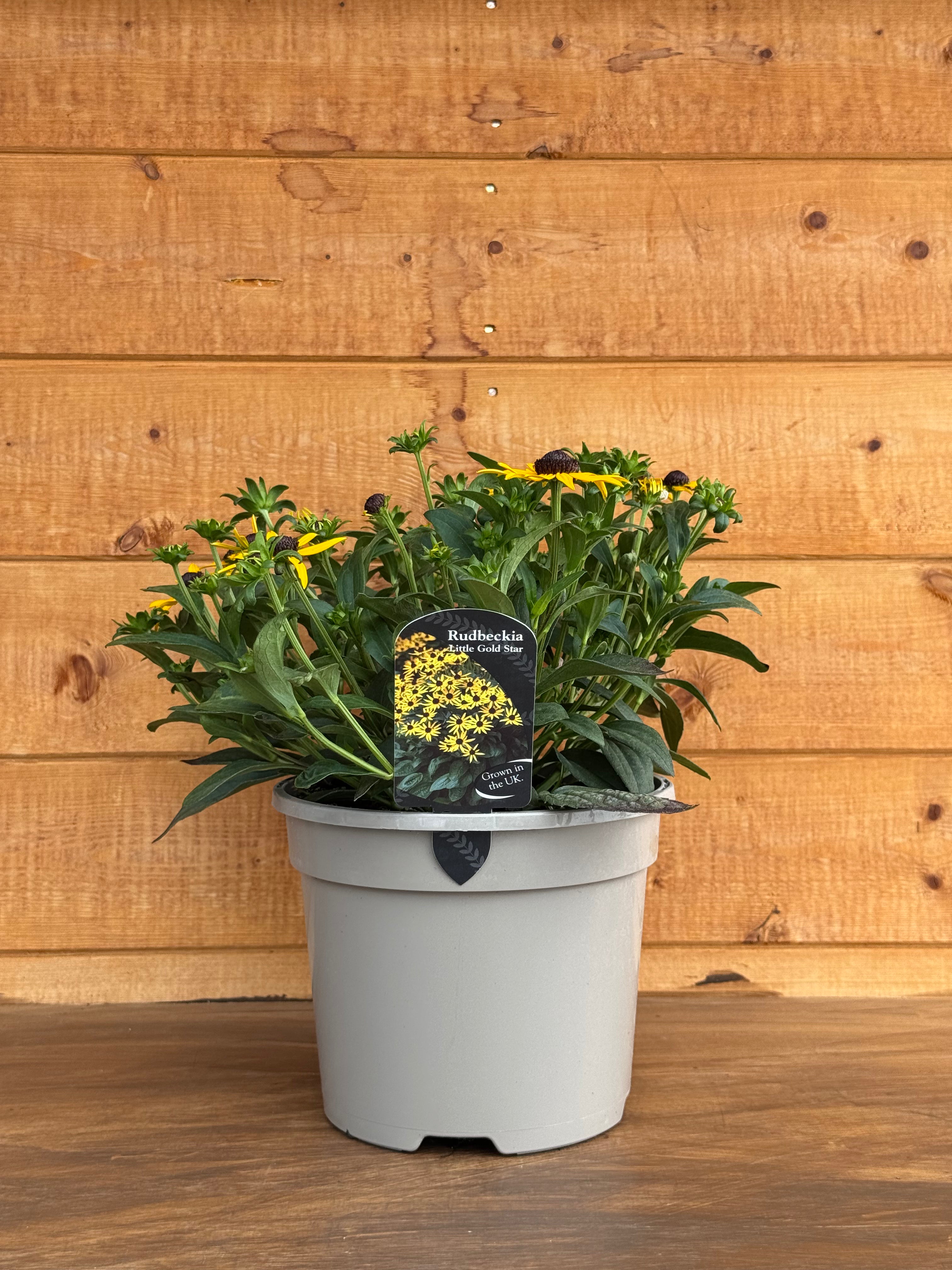 Rudbeckia 'Little Goldstar'