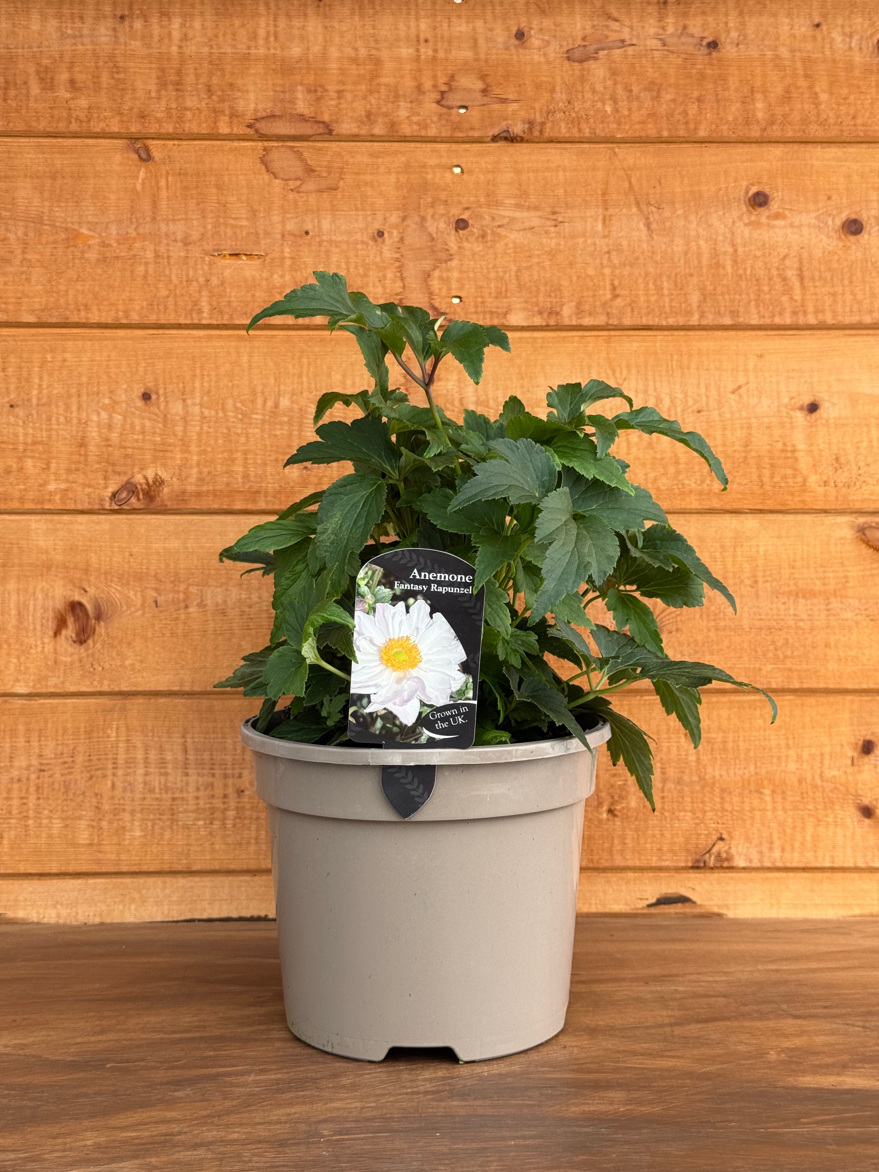 Anemone 'Fantasy Rapunzel'
