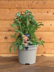 Achillea 'Vintage Terracotta'