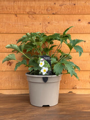 Anemone 'Elfin Swan'