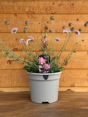 Scabiosa 'Pink Mist'