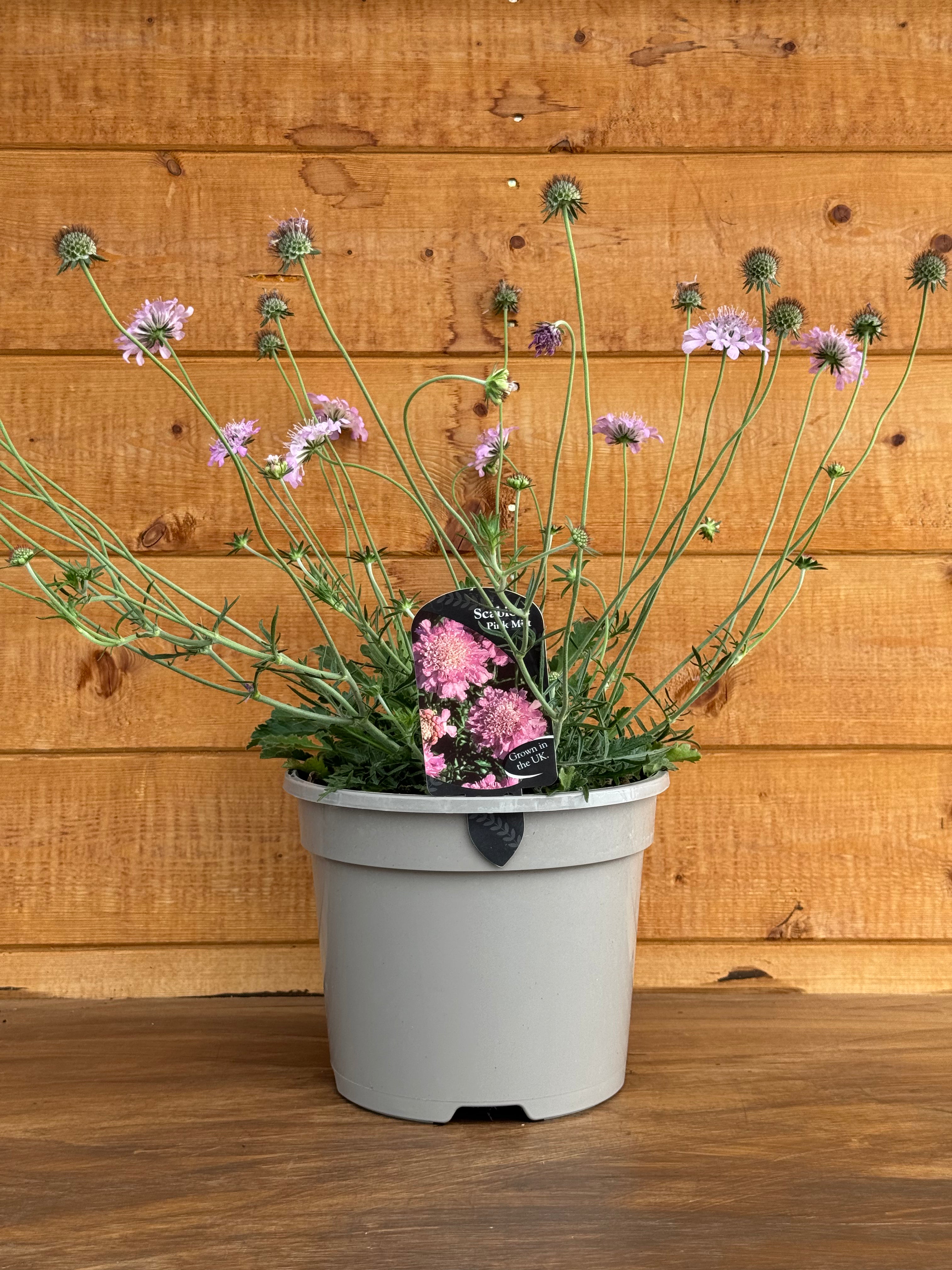 Scabiosa 'Pink Mist'