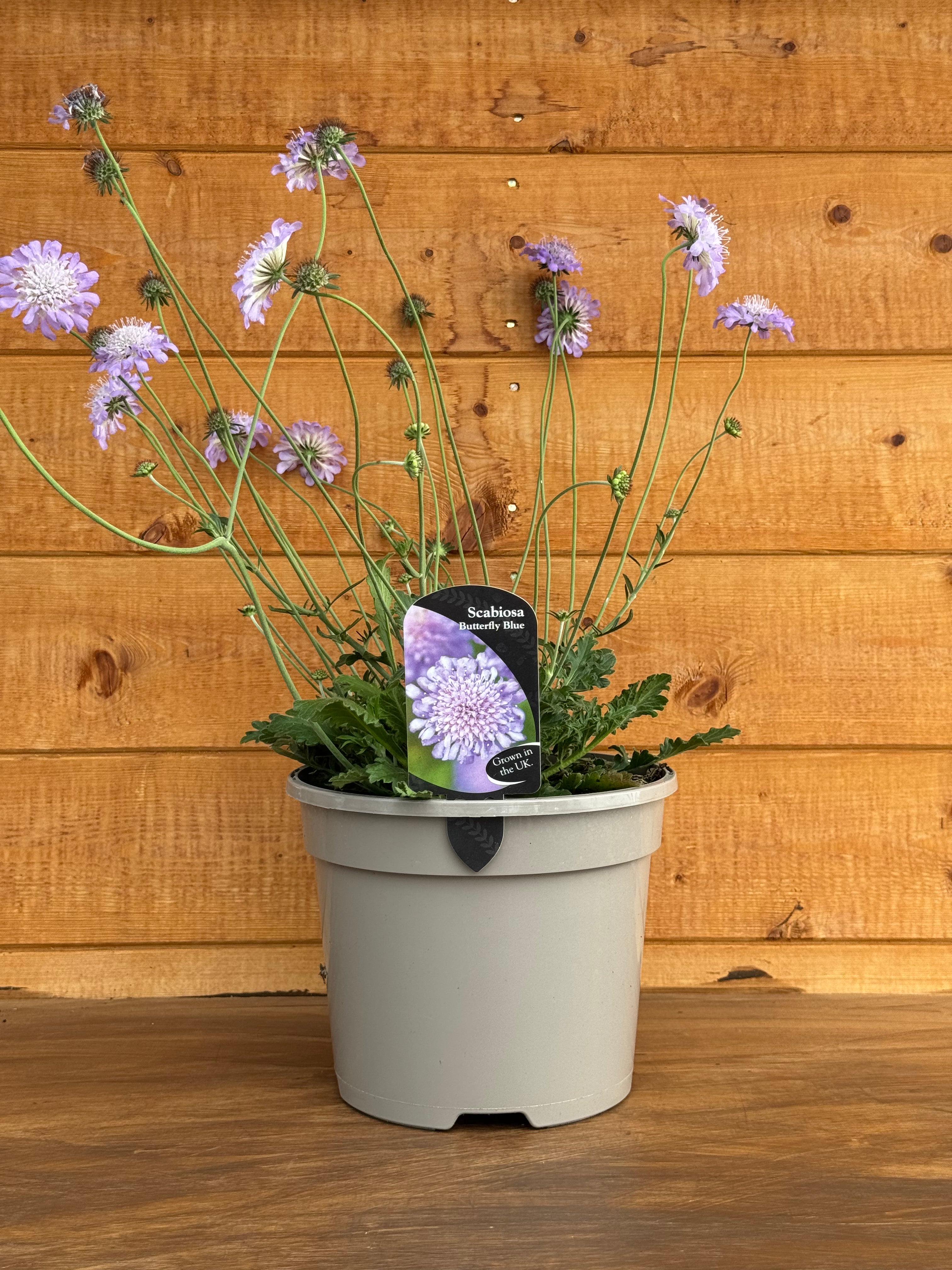 Scabiosa 'Butterfly Blue'