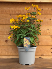 Heliopsis 'Funky Spinner'
