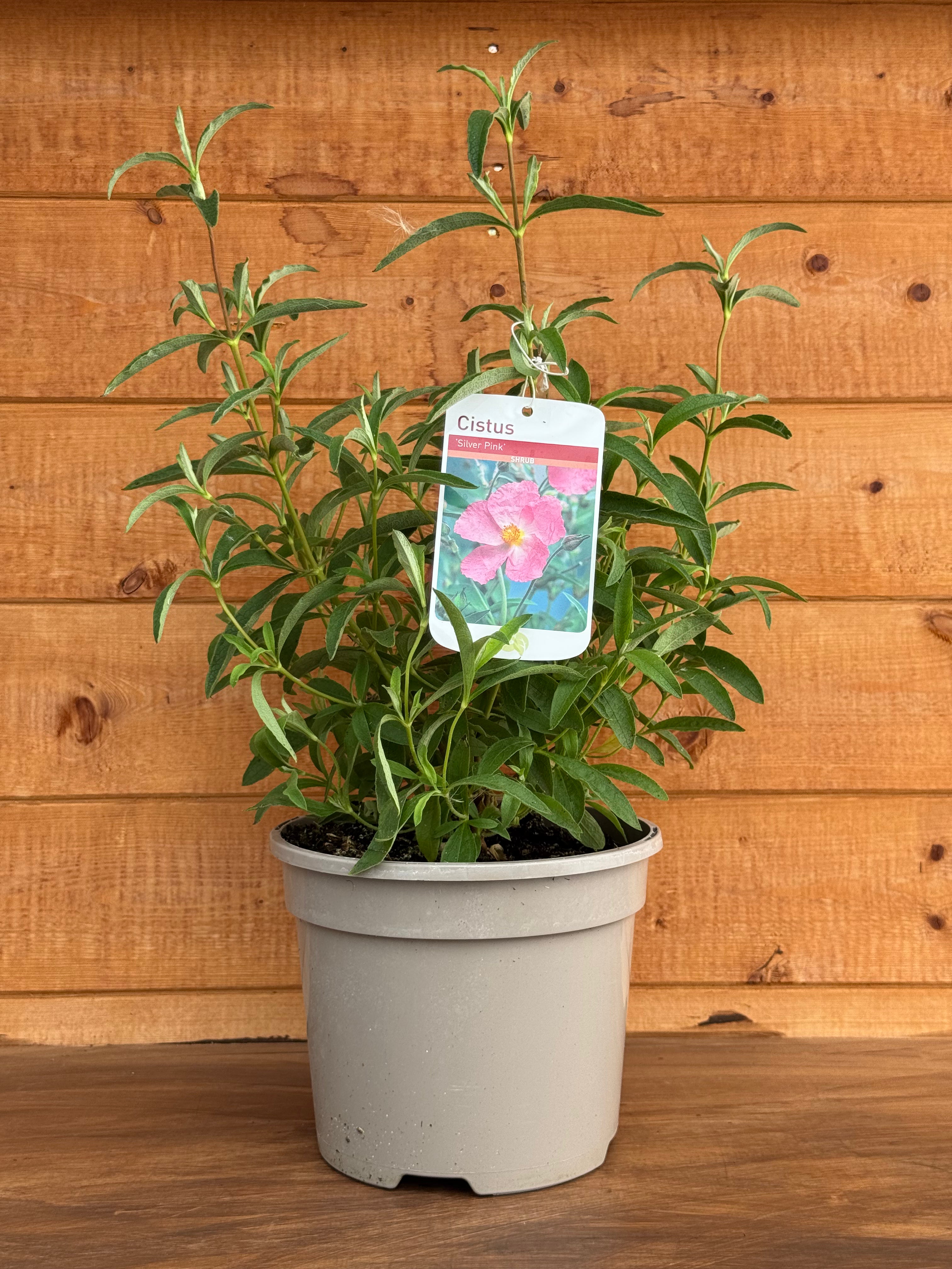 Cistus 'Silver Pink'