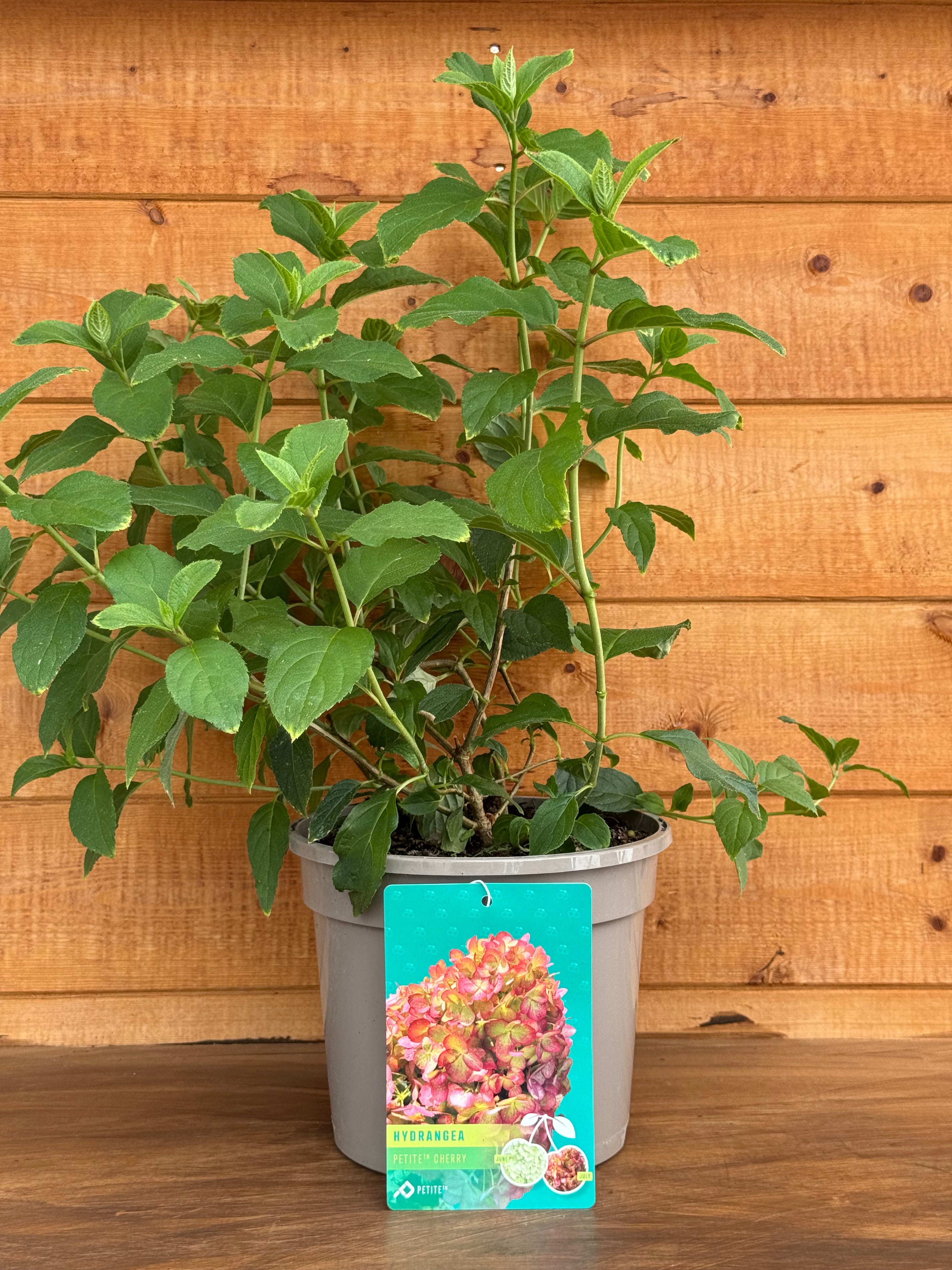 Hydrangea 'Petite Cherry'