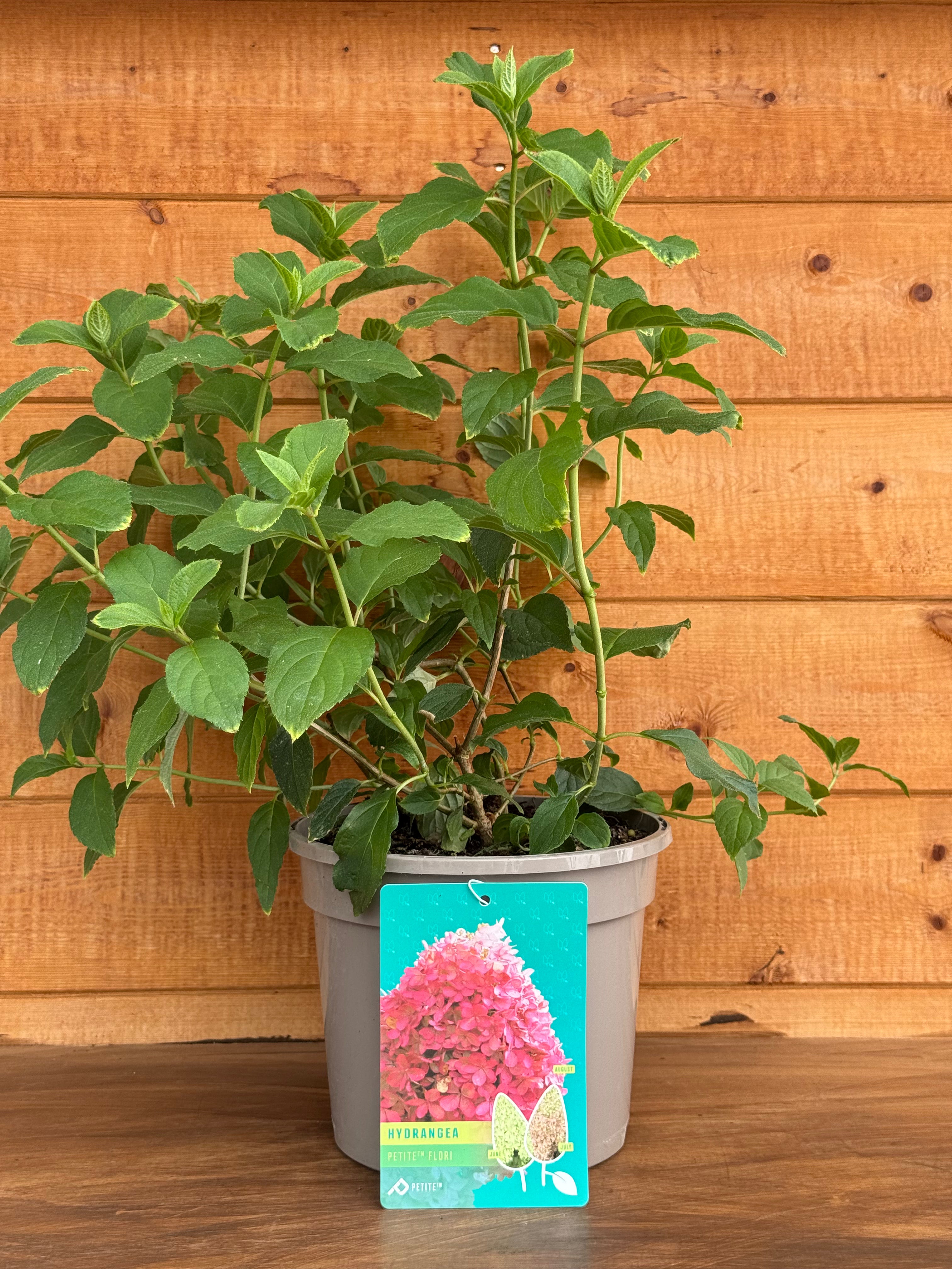 Hydrangea 'Petite Flori'