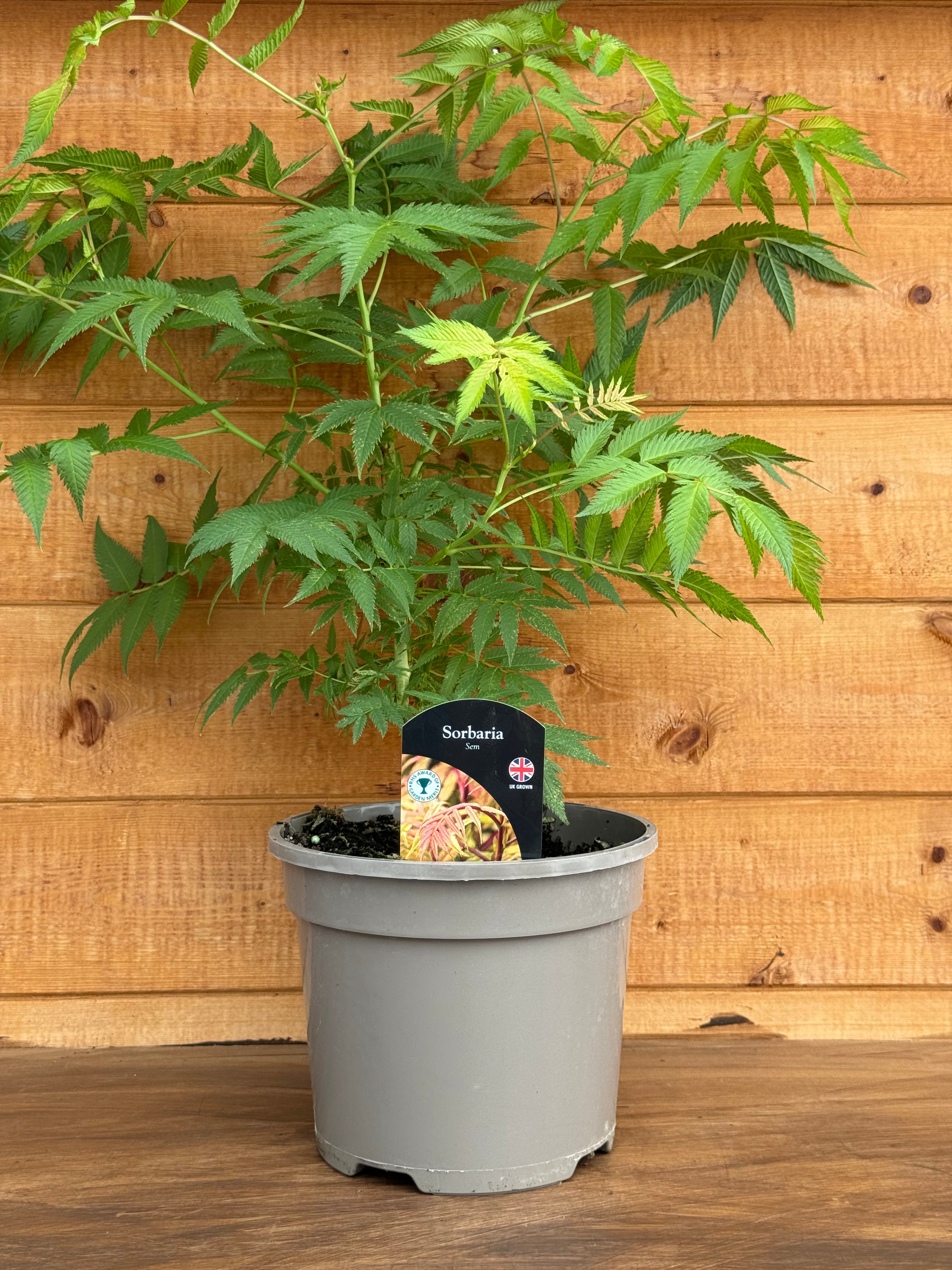 Sorbaria 'Sem'
