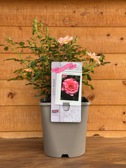Rosa 'Thank You'
