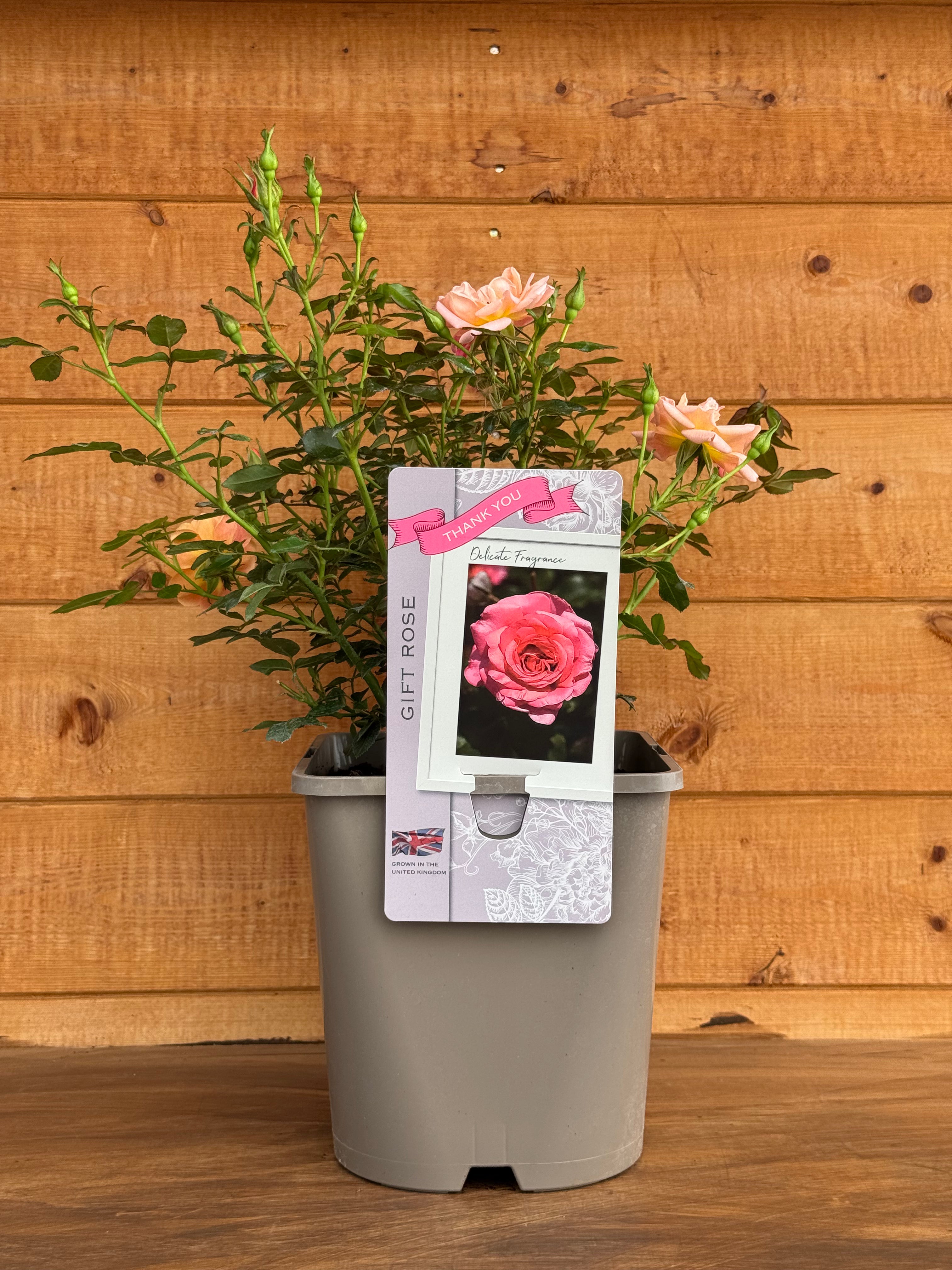 Rosa 'Thank You'