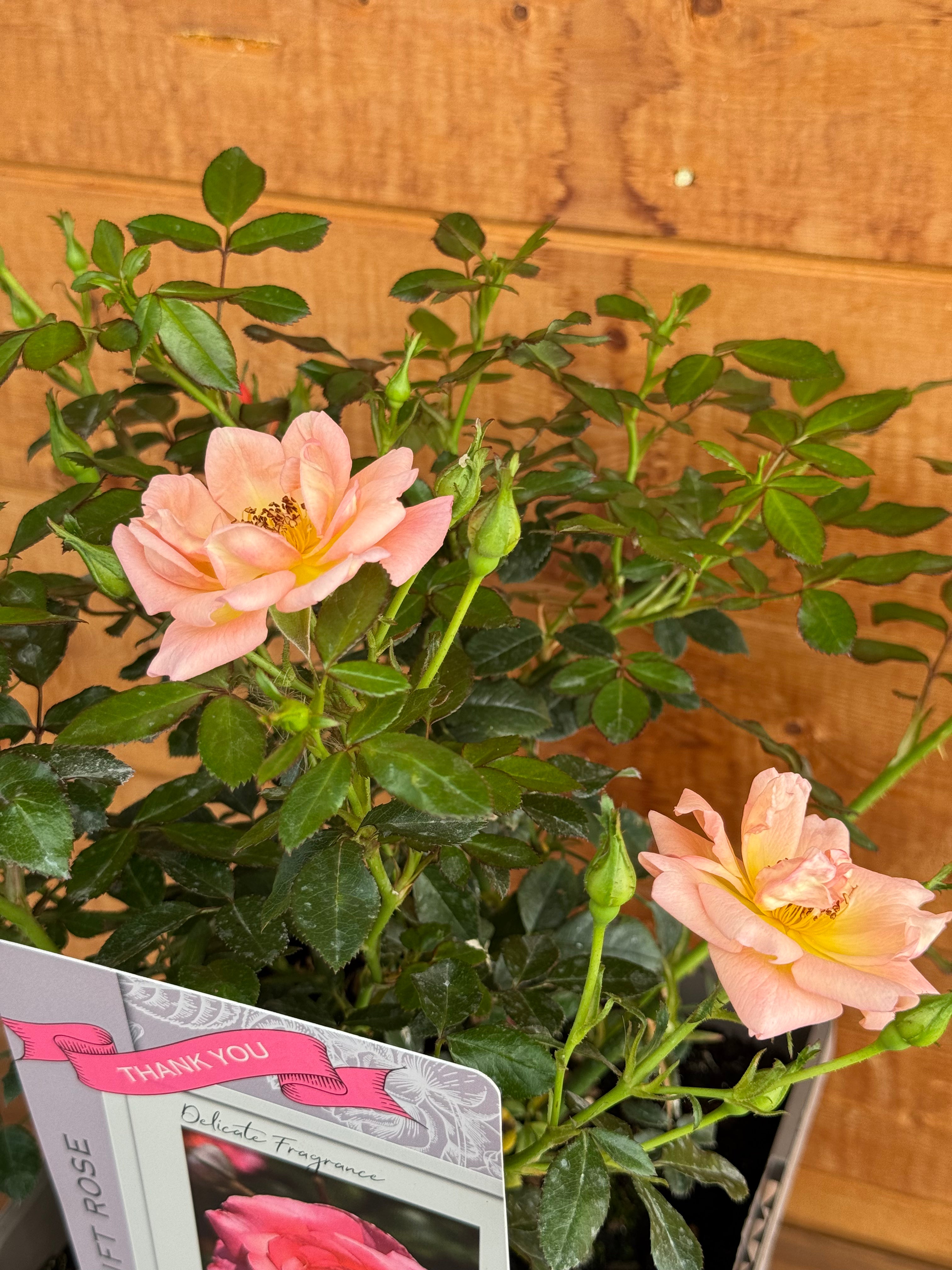Rosa 'Thank You'