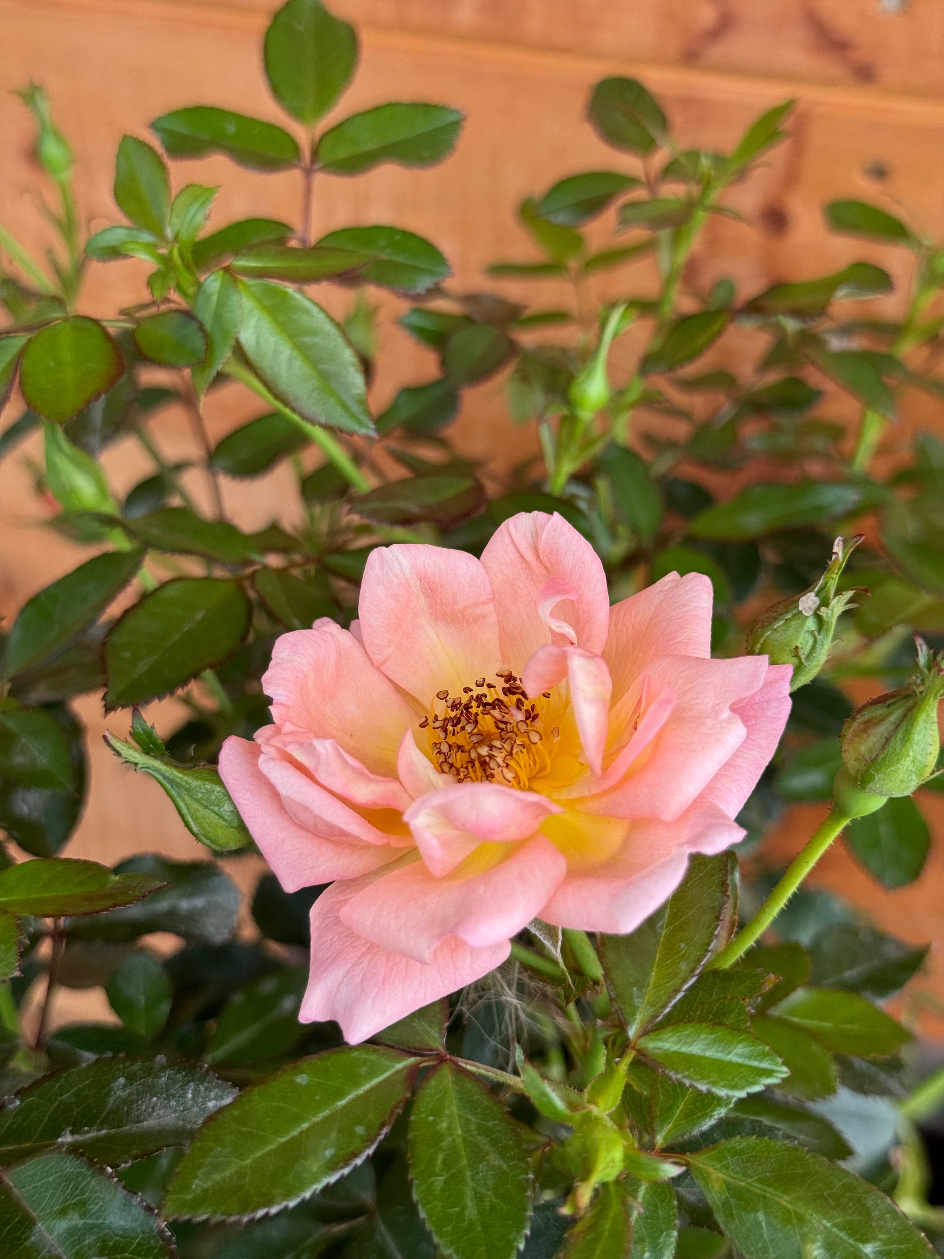Rosa 'Thank You'