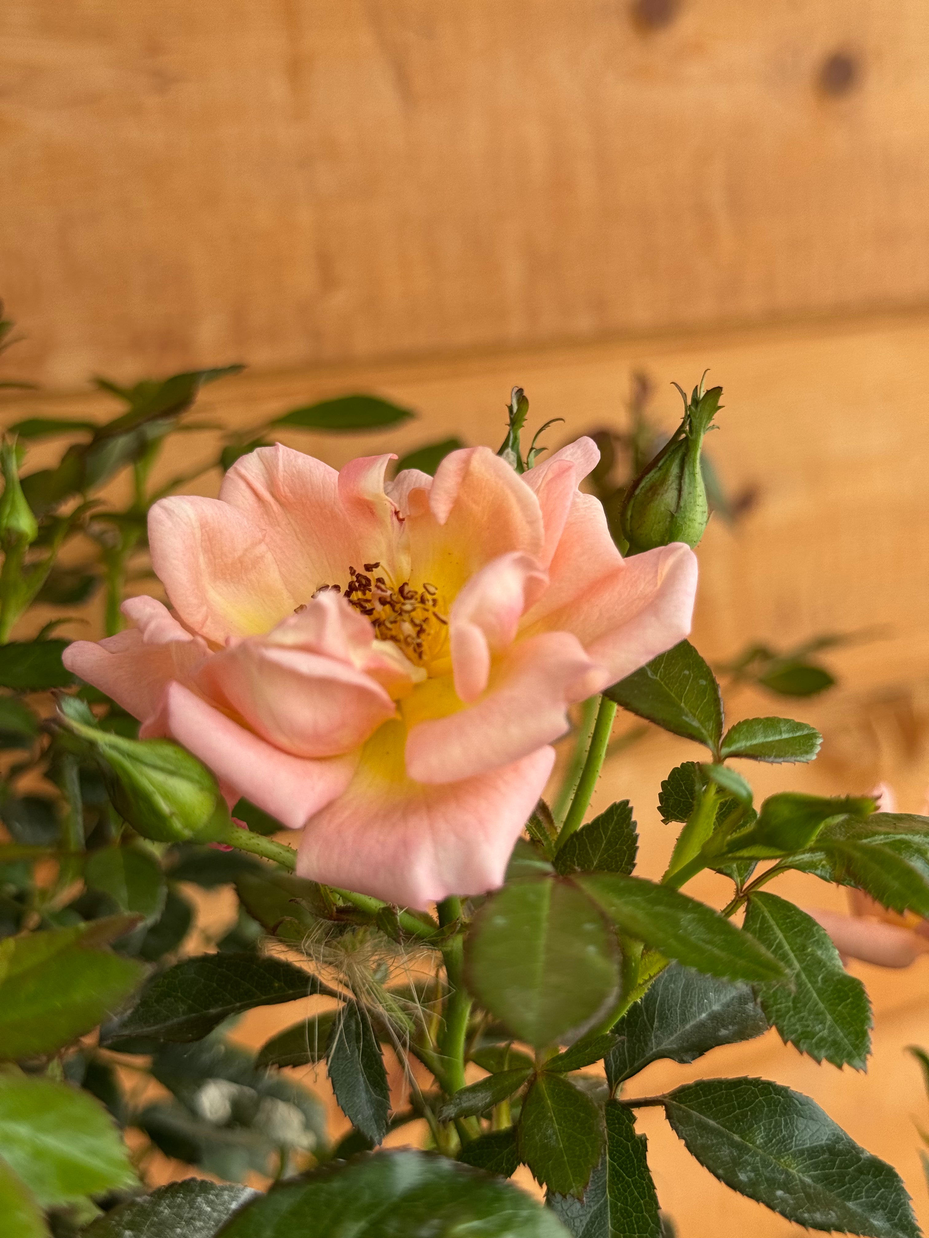 Rosa 'Thank You'