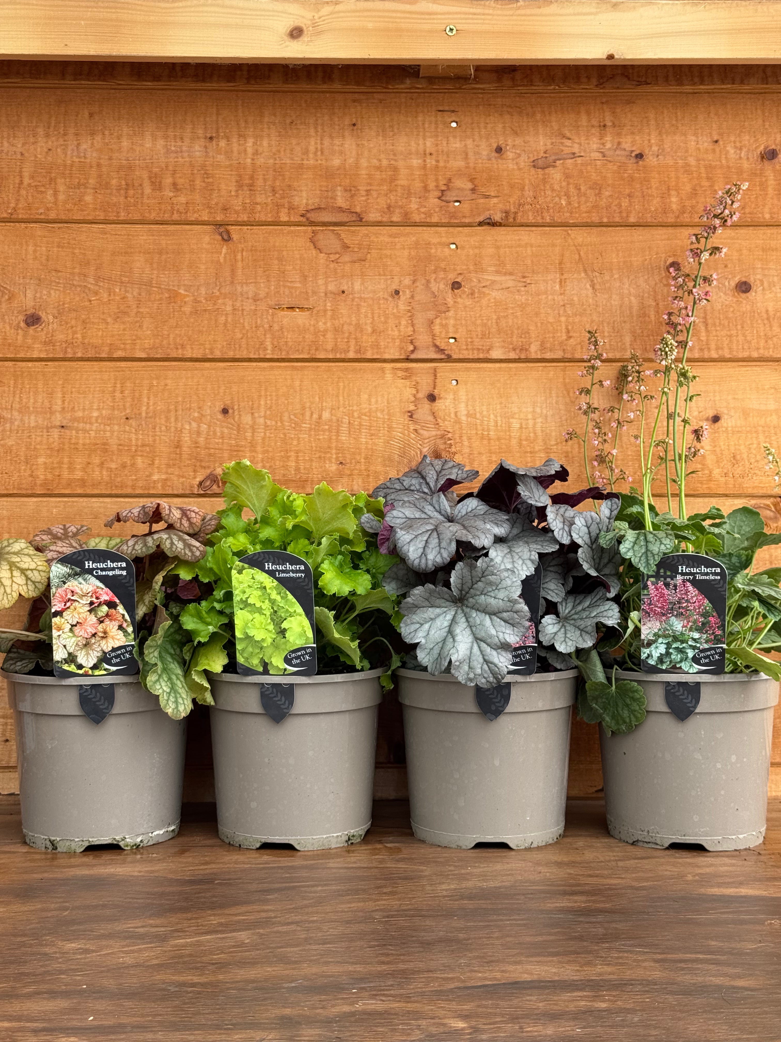 The Heuchera Rainbow Collection