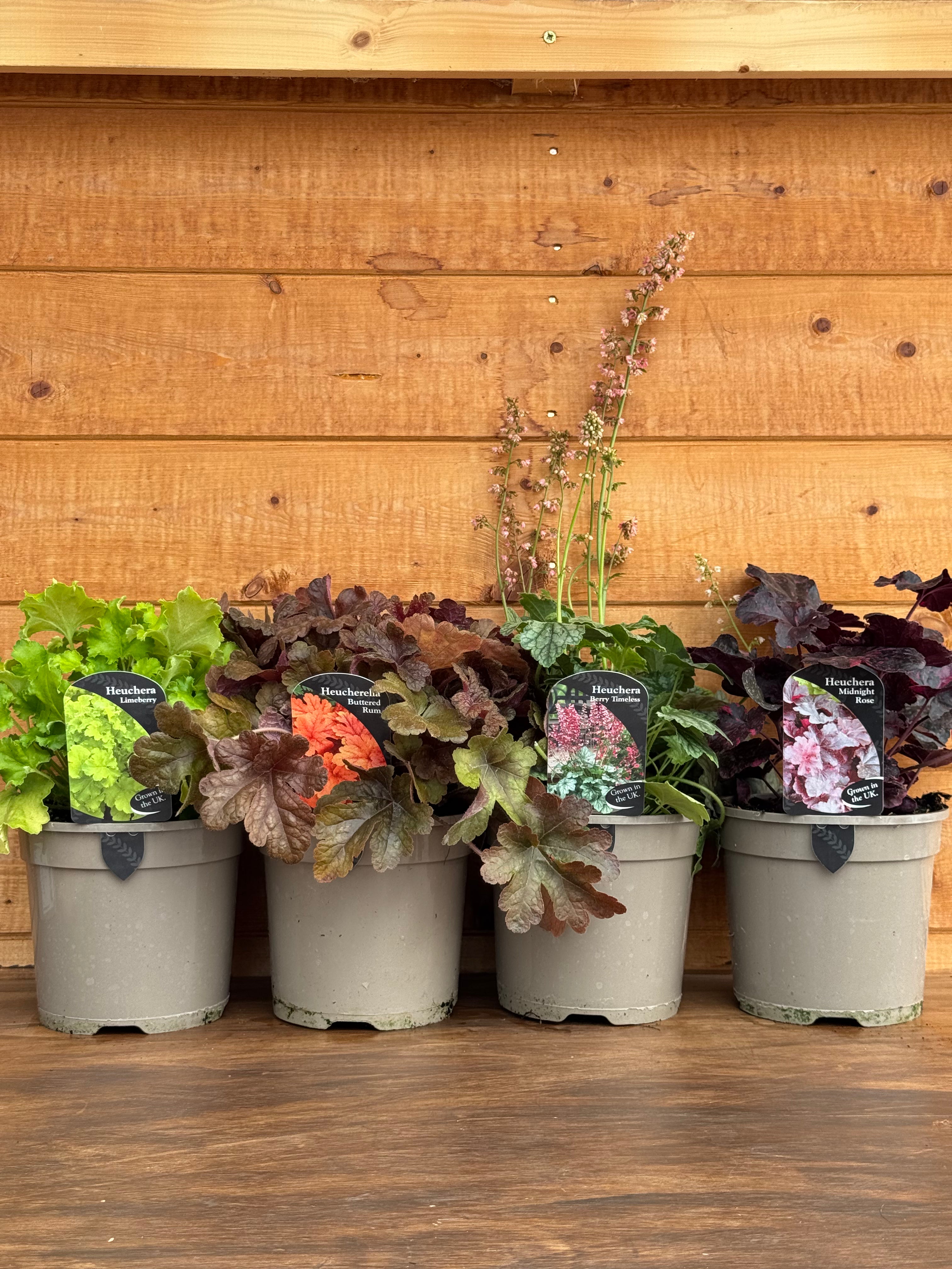 The Heuchera Rainbow Collection