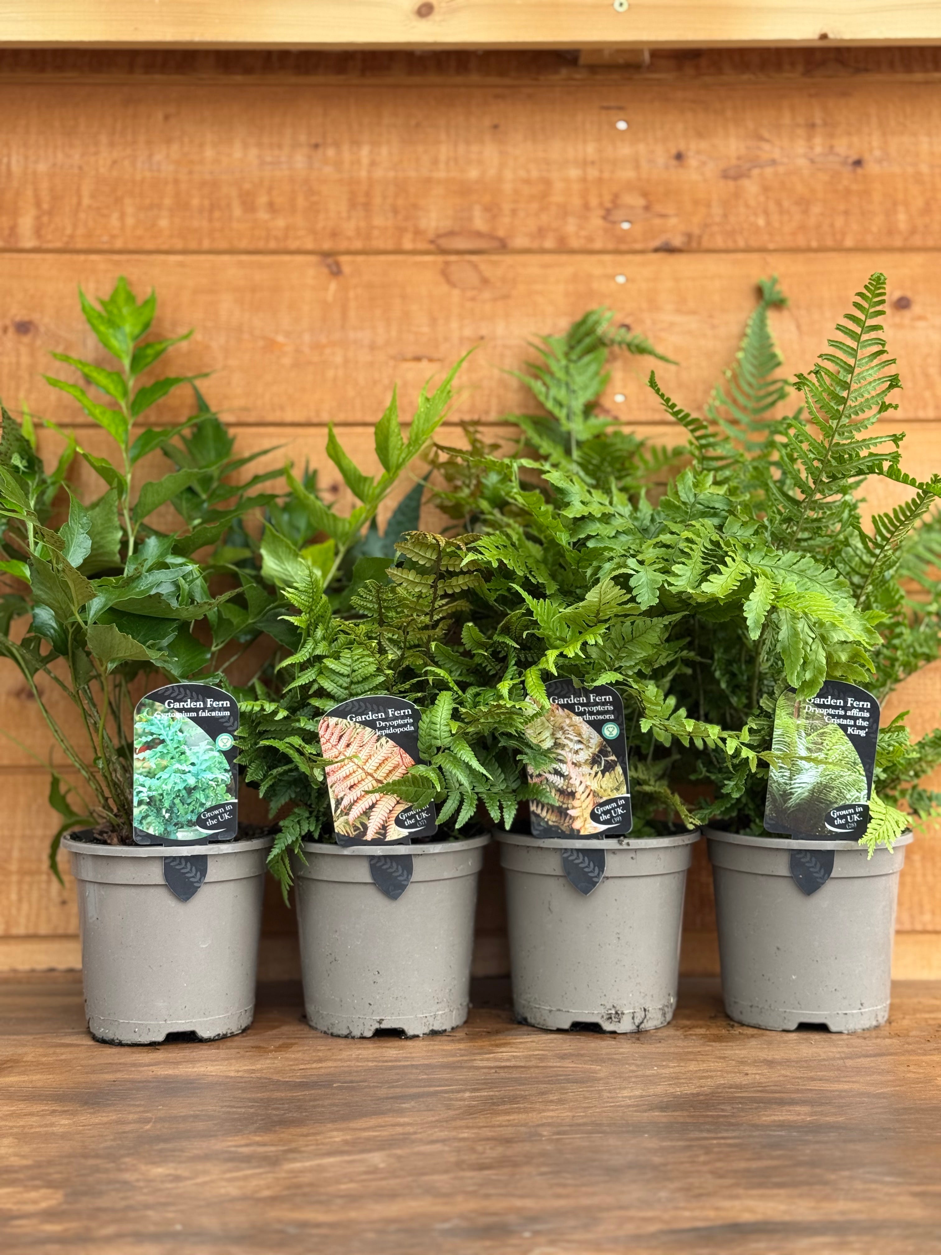 The Fern Collection