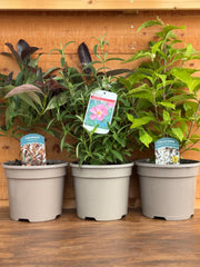 The 3L Shrub Trio