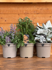 The 3L Perennial Trio