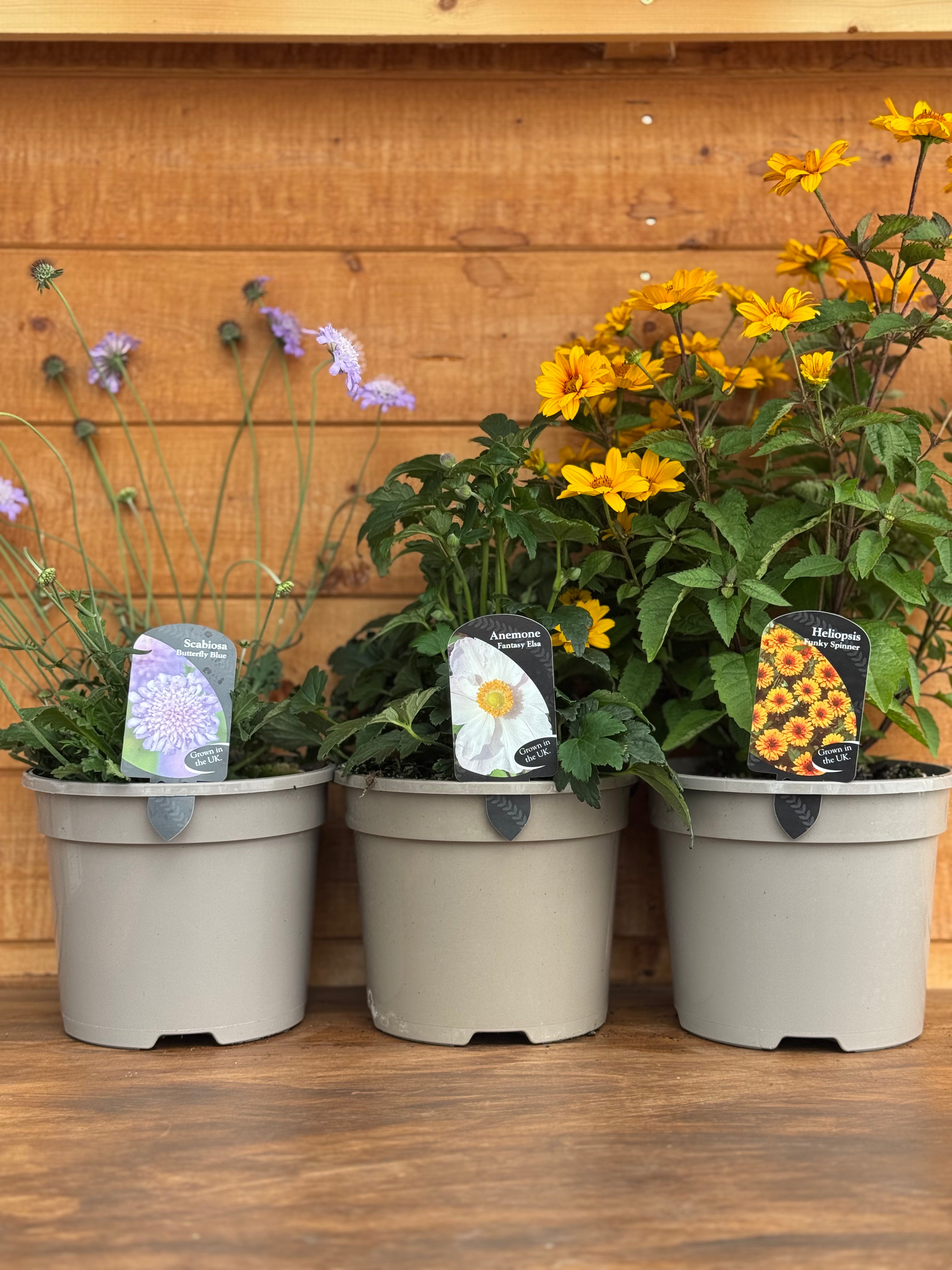 The 3L Perennial Trio