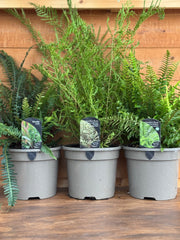 The Large Fern Trio