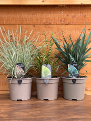 The Statement Grass Trio