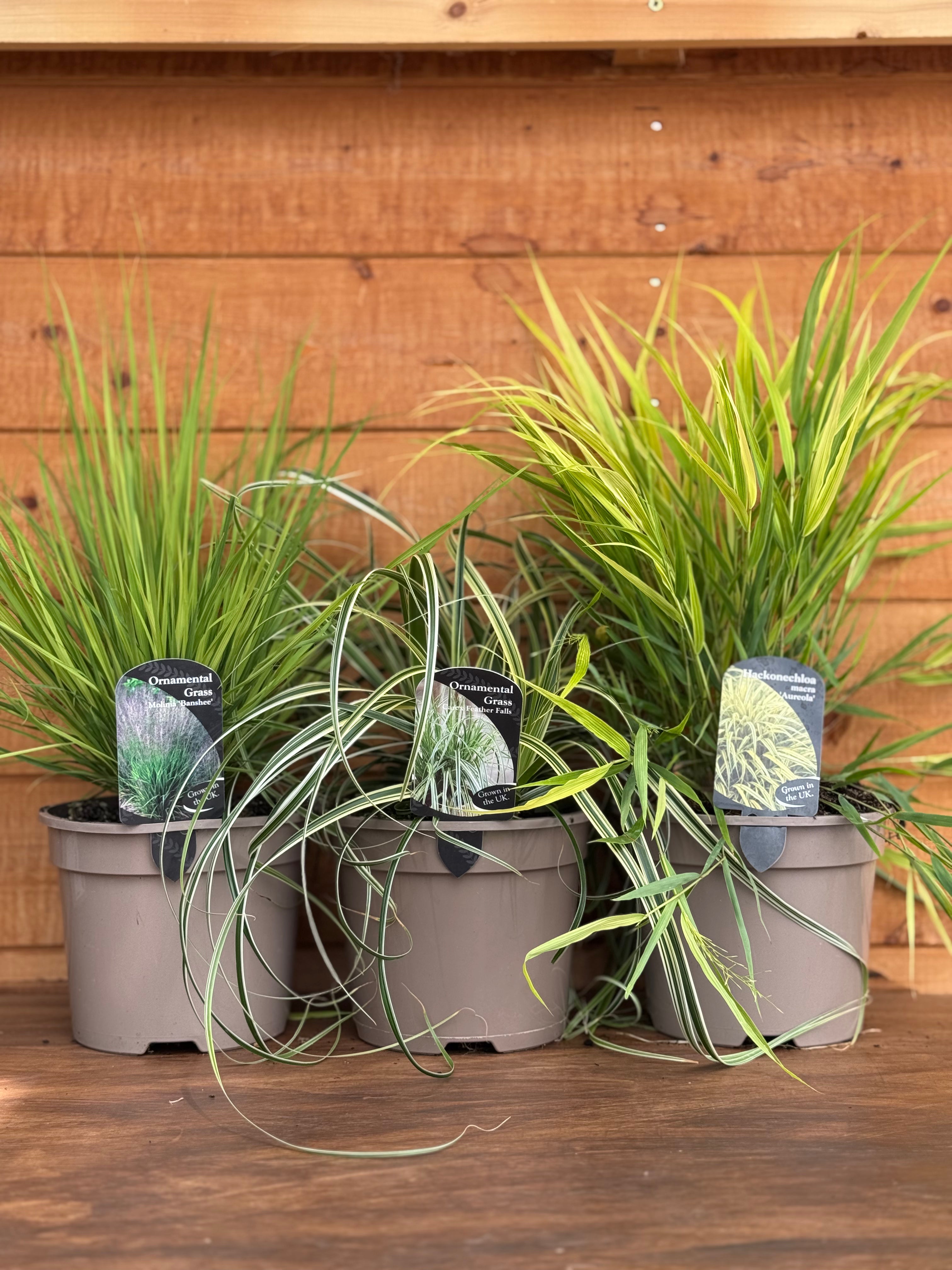 The Statement Grass Trio