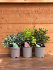 The 1L Shrub Trio