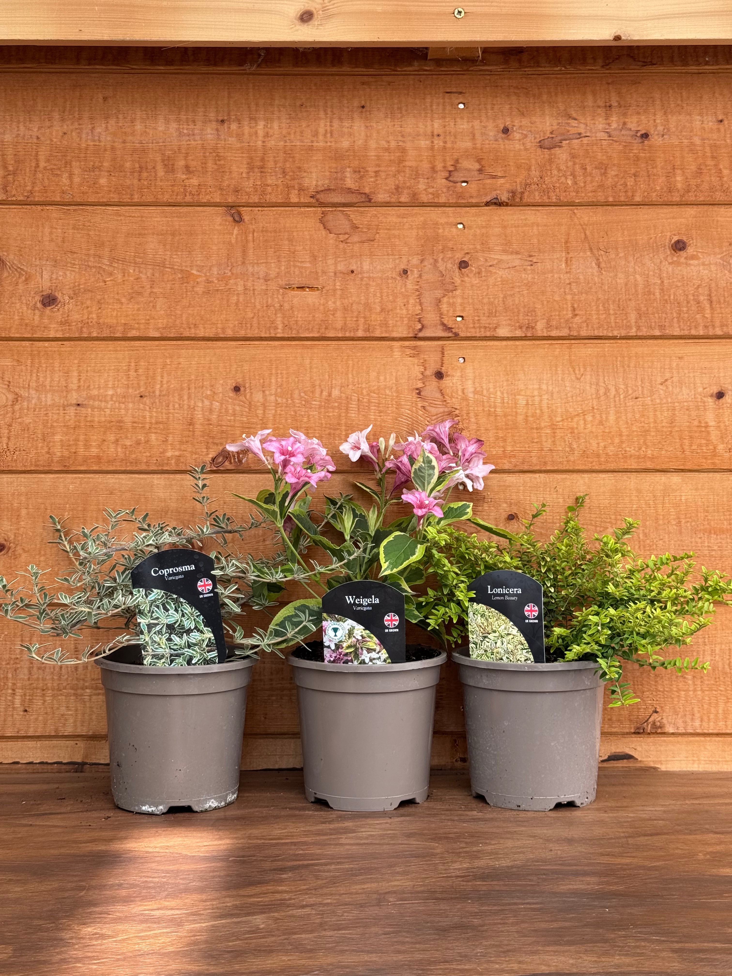 The 1L Shrub Trio