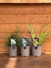 The Grasses Trio