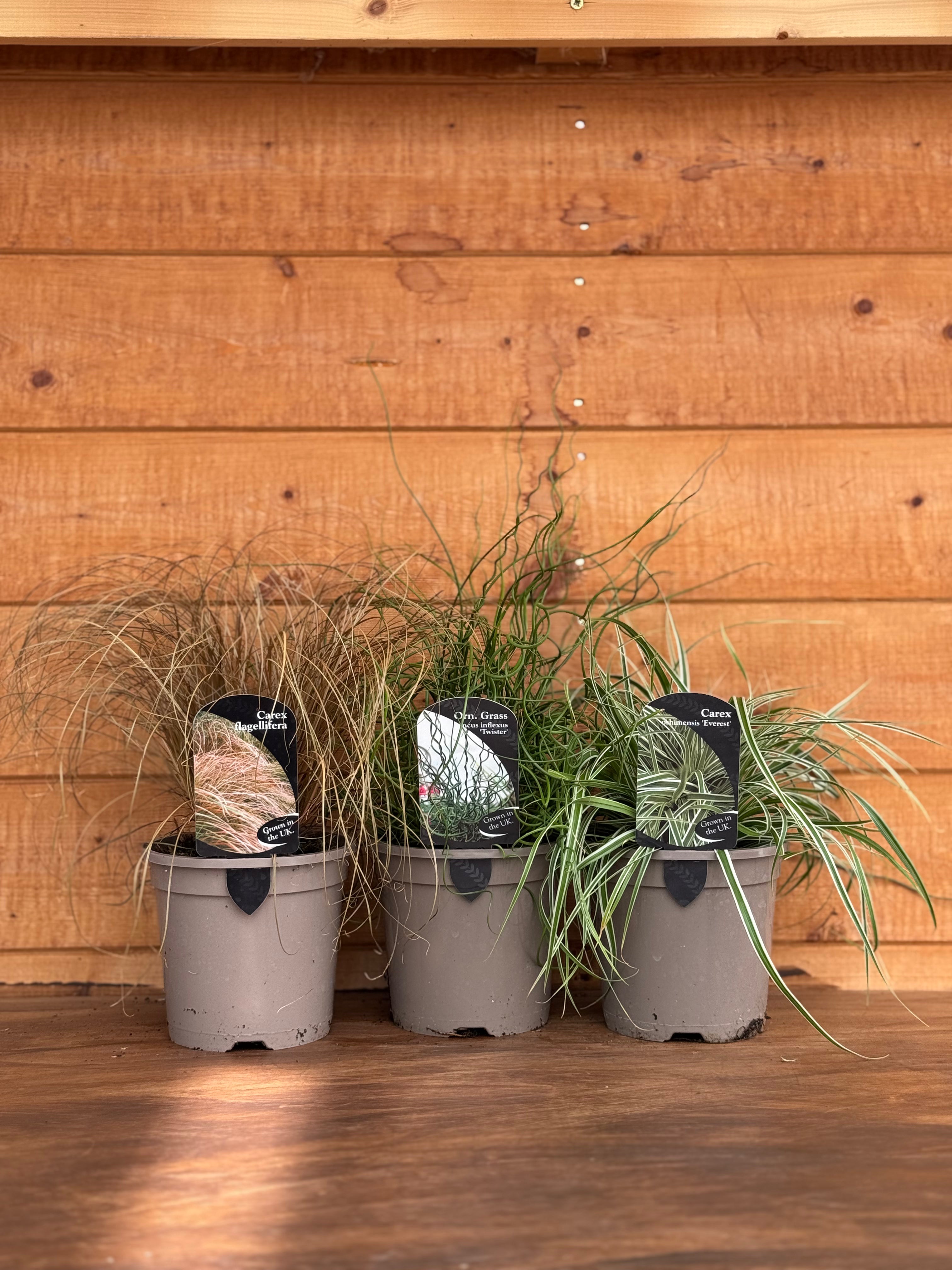 The Grasses Trio