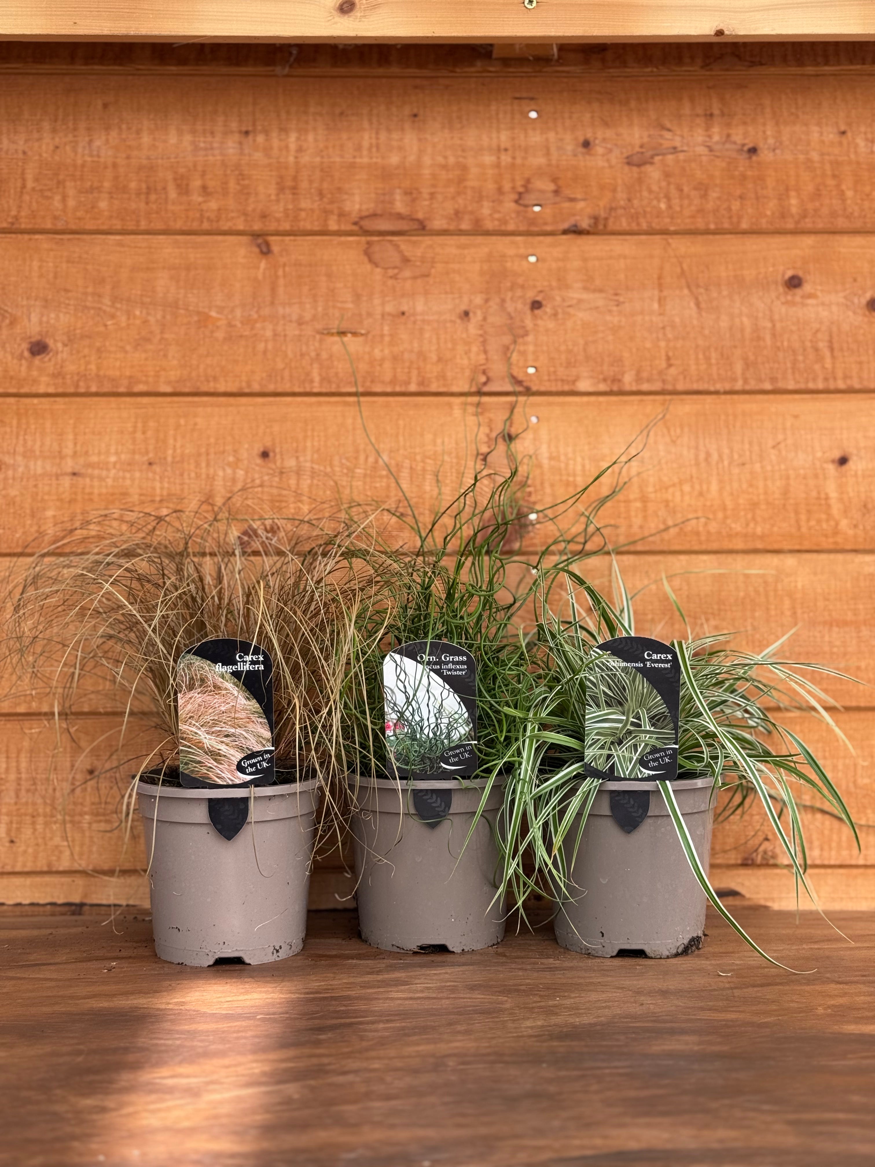 The Grasses Trio