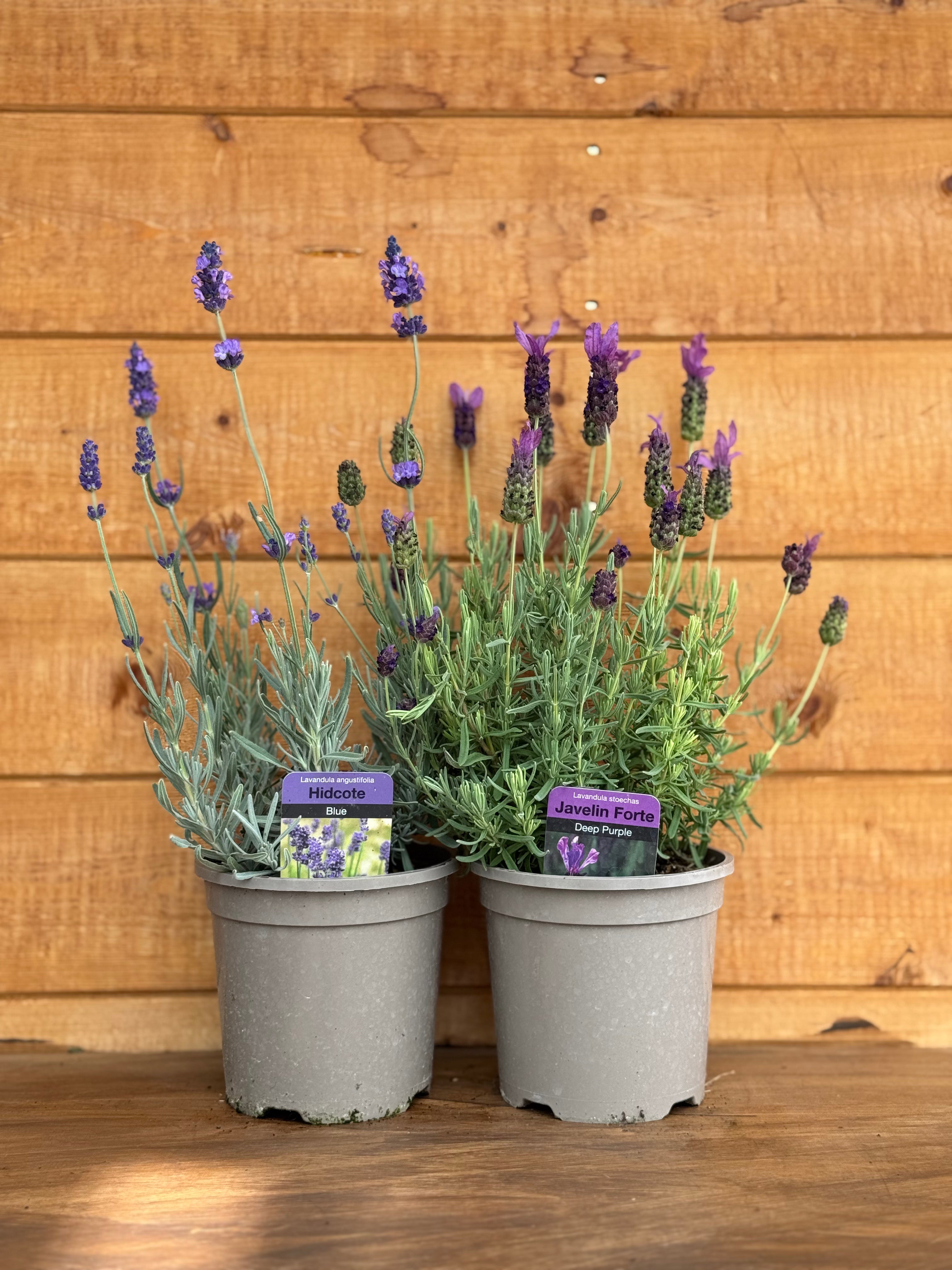 The Lavender Collection