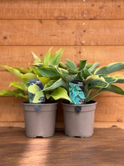 The Hosta Collection