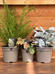 The Premium Woodland Shade Bundle