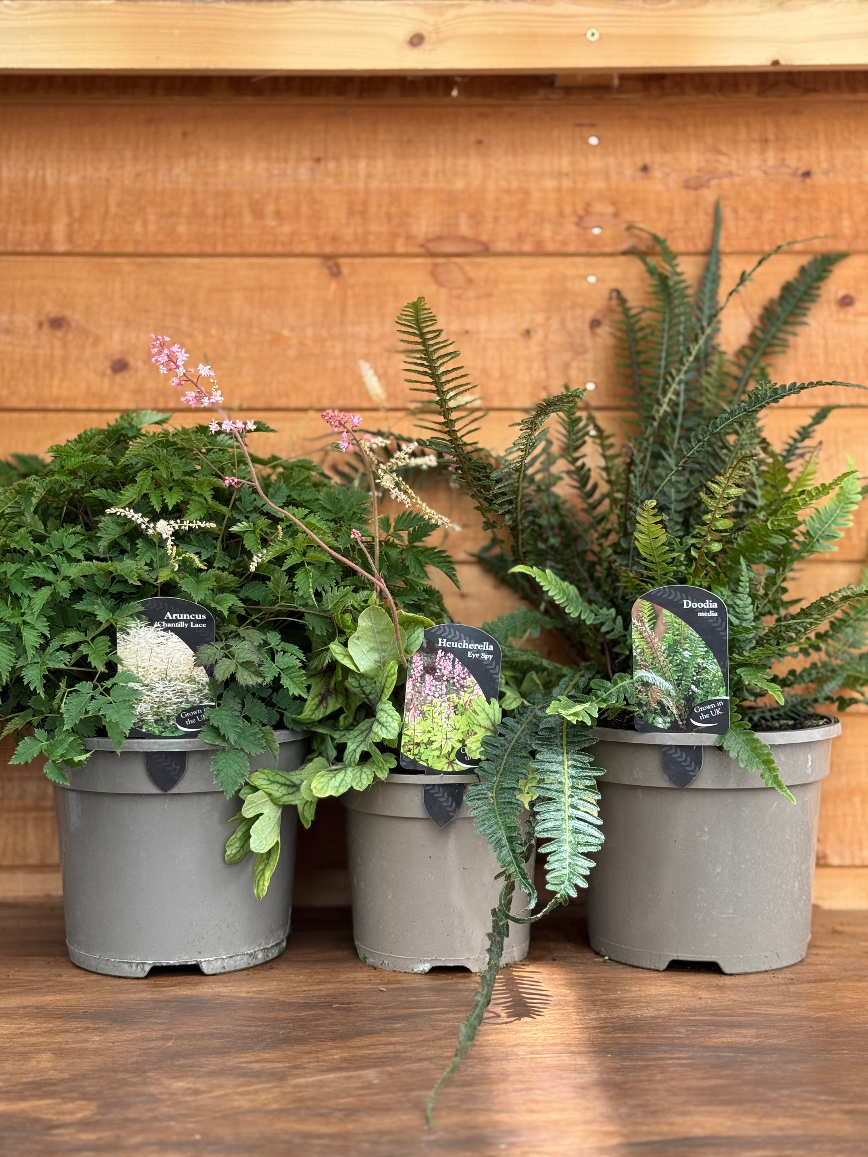 The Premium Woodland Shade Bundle