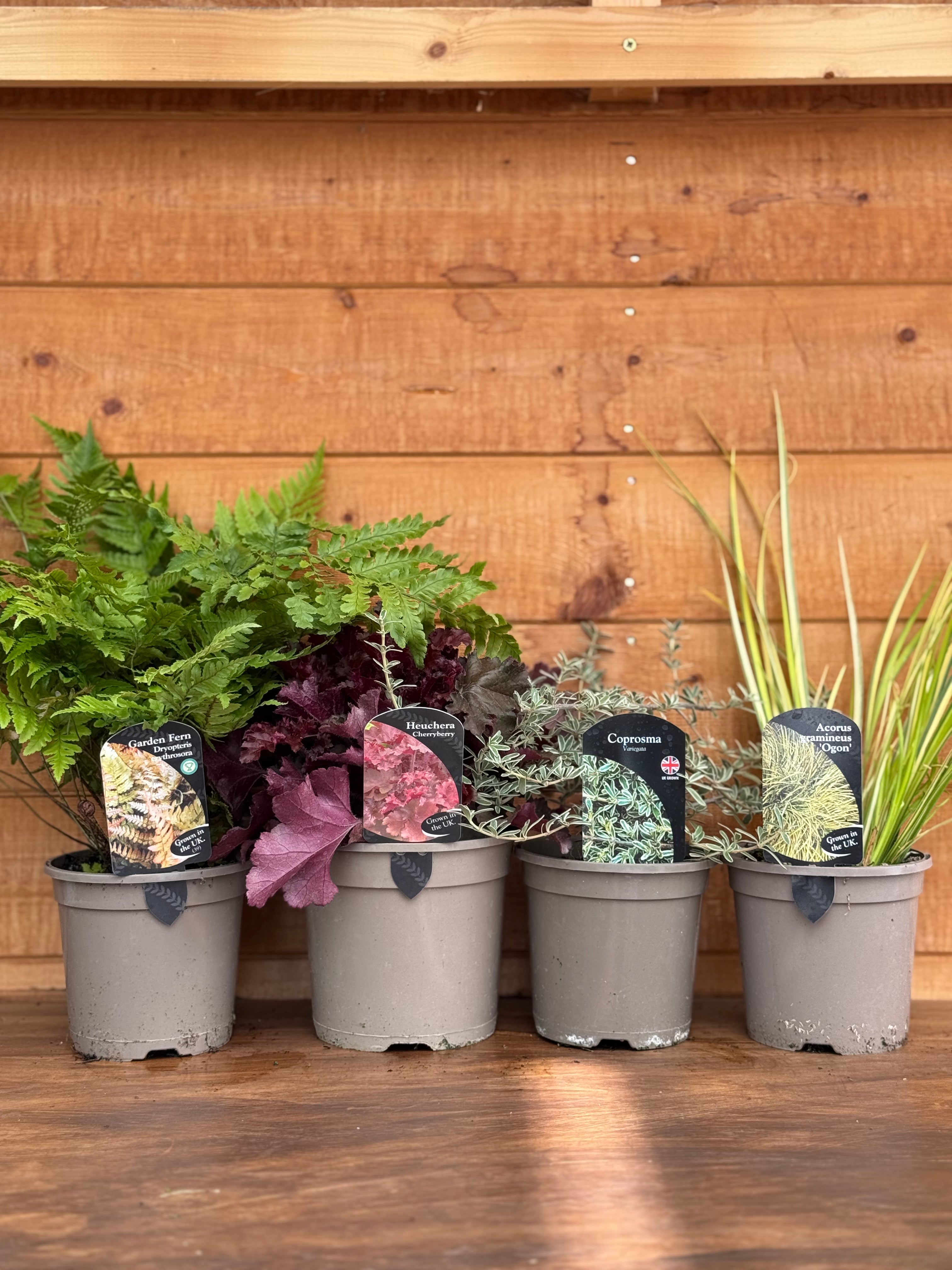 The Colourful Foliage Bundle