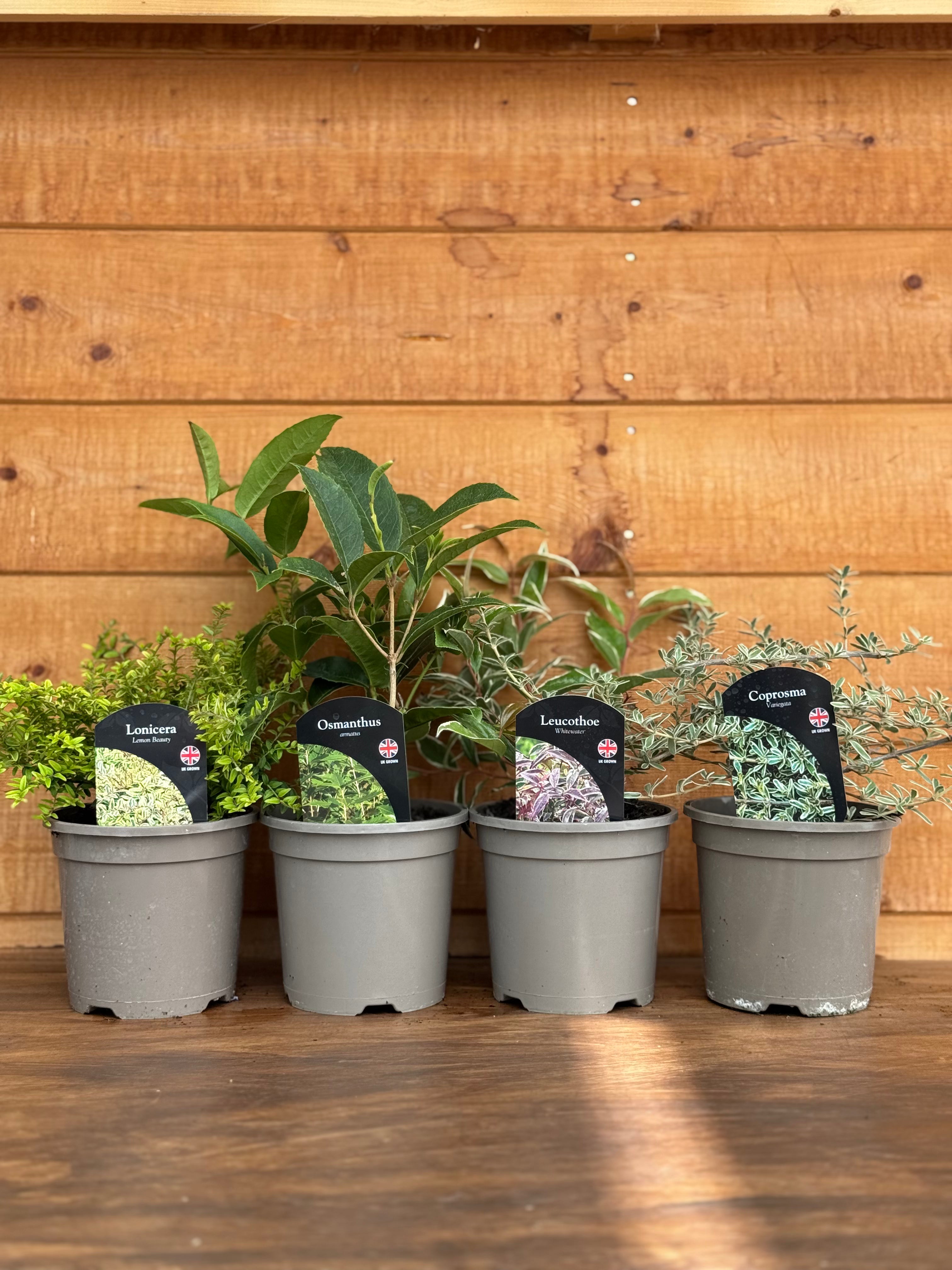 The Evergreen Foliage Collection